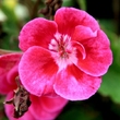 Lone Flower