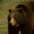 A Bear Encounter