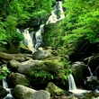 Irish Nature I
