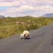 Sheep ahoi