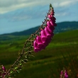 Irish Flower