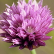 Chive Flower
