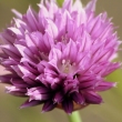 Chive Flower