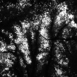 A sky full of trees