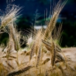 Seeds of Life