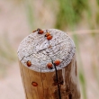 Attacks of the Killer-ladybugs