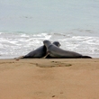 Love on the Beach