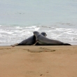 Love on the Beach