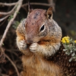 The squirrel