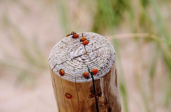 Attacks of the Killer-ladybugs